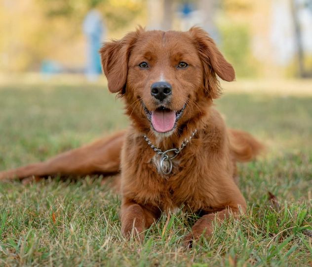 Happy golden retriever lying in the grass